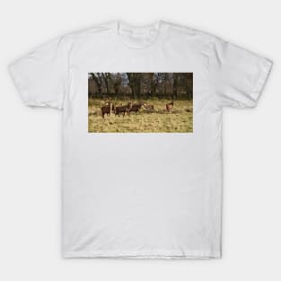 Deer in the Highlands T-Shirt